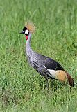 Gray Crowned-Crane